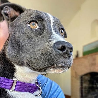 Pomegranate - Pit Bull Terrier