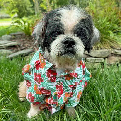 Benny - Shih Tzu
