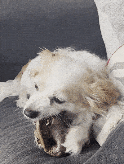 dog chewing on pig snout dog chew