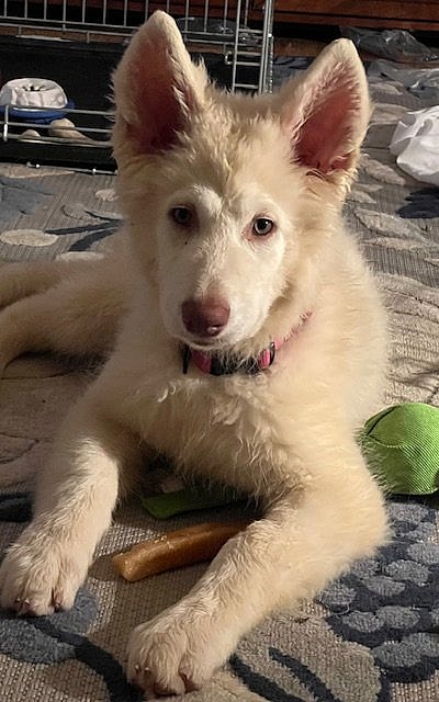 Bianca up for Adoption