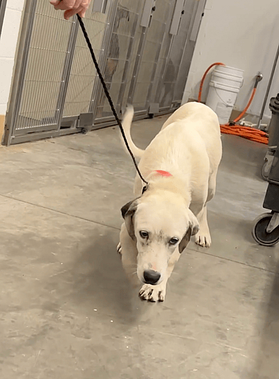 Abandoned Dalmatian puppy