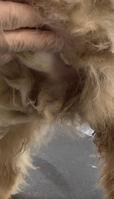 In a world where every creature deserves love and care, it's disheartening to witness the plight of animals like Monty, a Pomeranian who suffered from severe neglect.