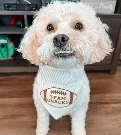 Dog Breeds With Underbites