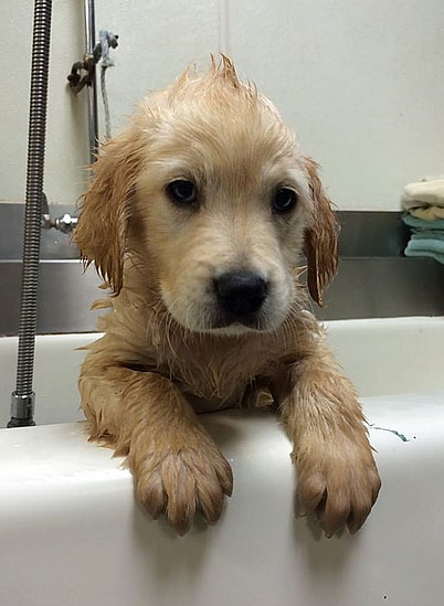 Wesley the golden retriever with braces