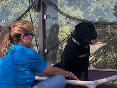 Cane Corsos abandoned in mountain rescued