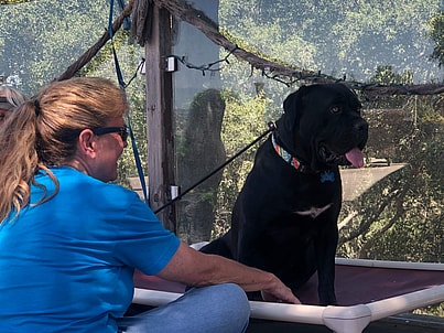 Cane Corsos abandoned in mountain rescued