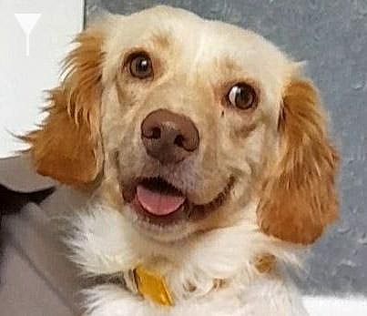 COYOTE (local) , yo/kt