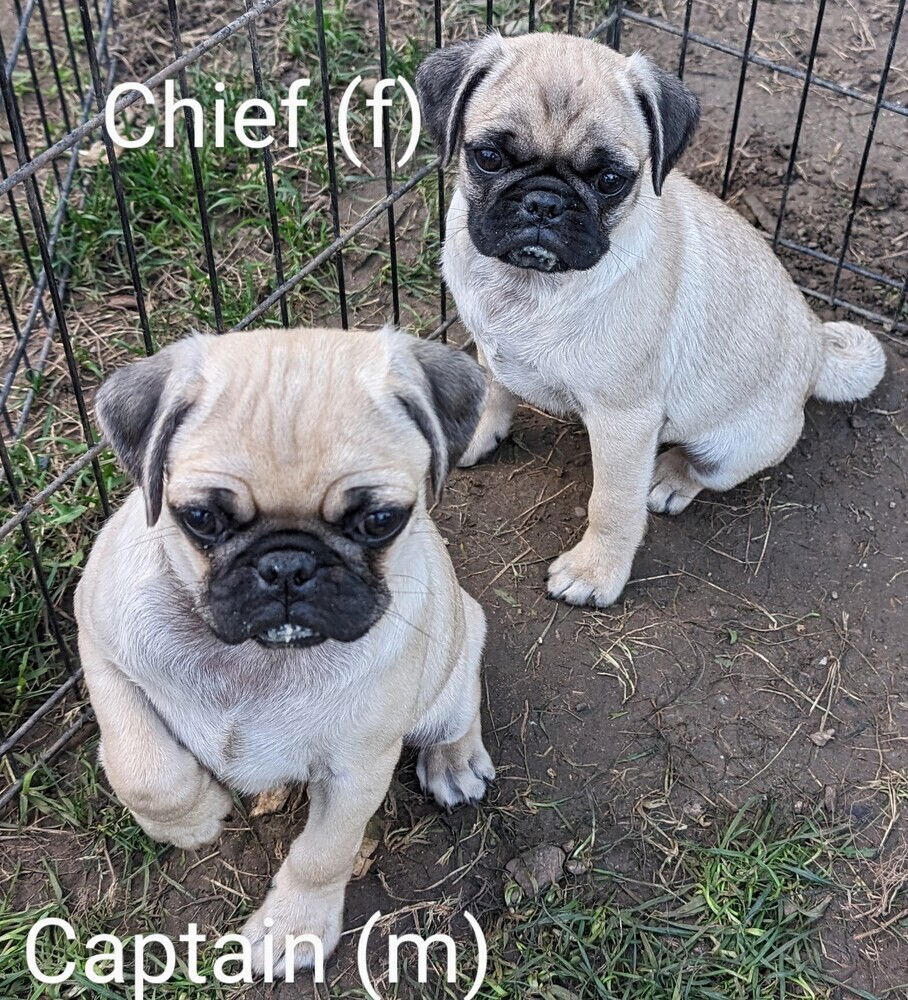 Chief