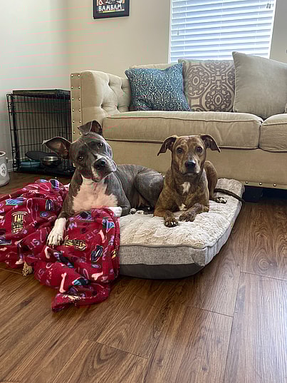 Josie Josie the Dog Wouldn't Eat or Drink & Remi