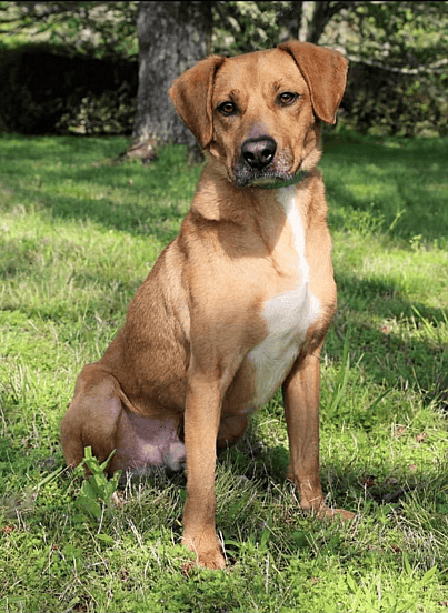 Abandoned dog - Ricky