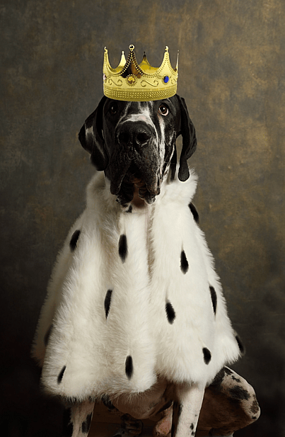 dog names starting with 'R'