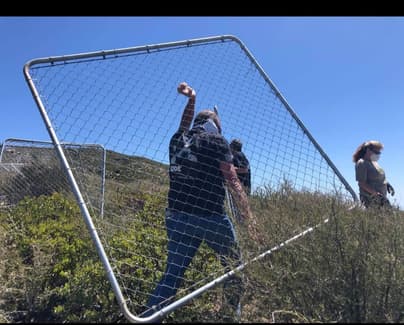 building a trap to rescue Cane Corsos abandoned in mountain