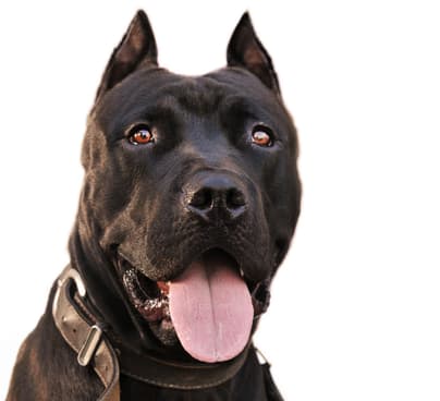 A black Pitbull