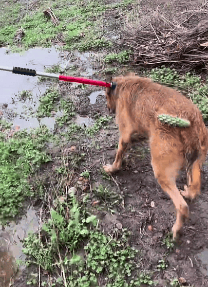 dog rescue: Abandoned Dog Stuck In Cactus Field Too Scared To Trust Rescuers Trying To Save Him