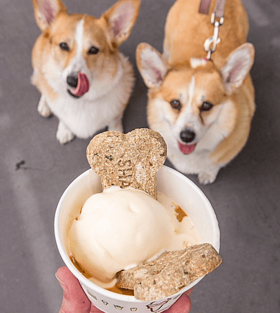 The poochini from Shake shack