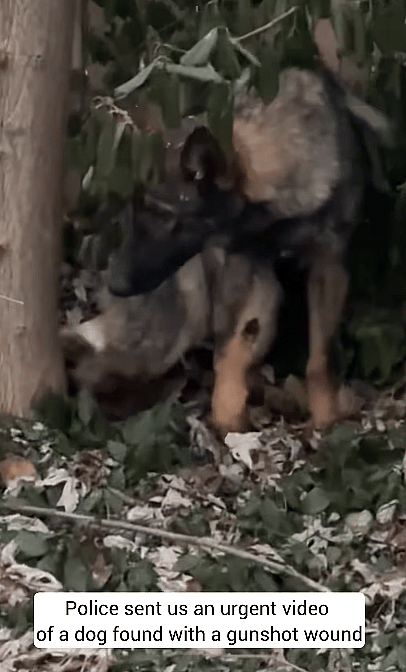 Wounded German Shepherd Abandoned in Freezing Temps Still Trusts Humans With Her Life