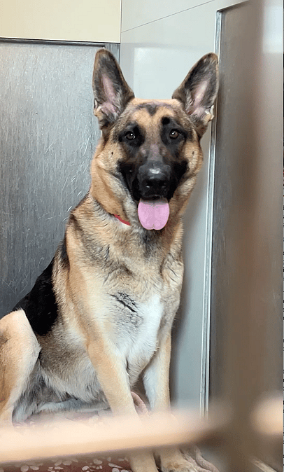 Distressed Shelter Dog