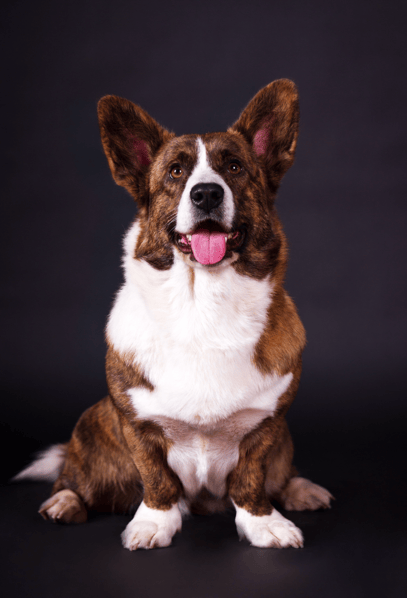 Brindle Dog Names