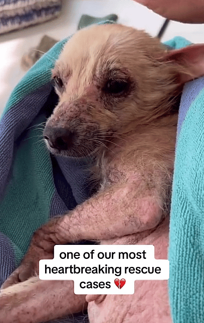 Dog Left Alone in the Jungle