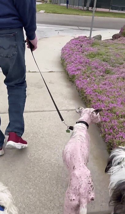 Miracle Mutt: Emaciated Stray's Incredible Transformation Has Him Ready for Forever Home