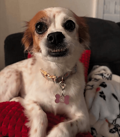 Dog Breeds With Underbites