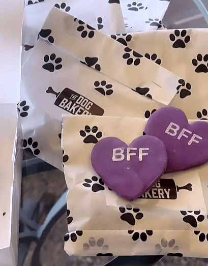 Pawty Animal: Shelter Pup's Epic Birthday Celebration is Pure Joy!