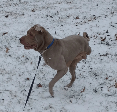 Two legged dog