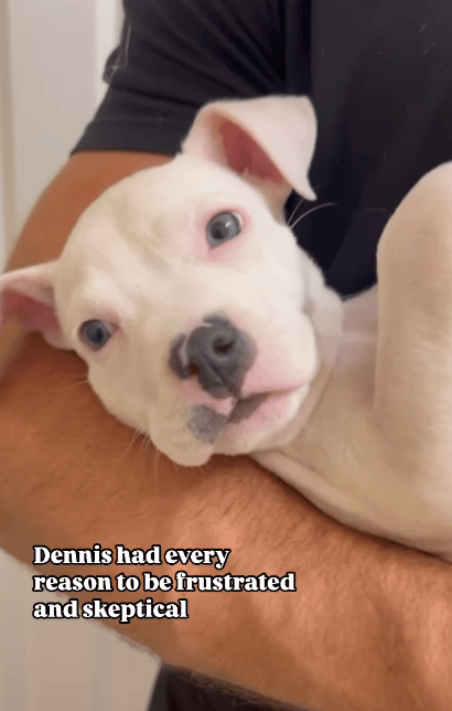 Dennis a 6-week-old puppy found in a scorching Walmart parking lot