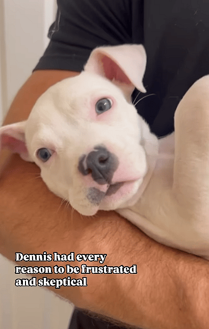 Dennis a 6-week-old puppy found in a scorching Walmart parking lot