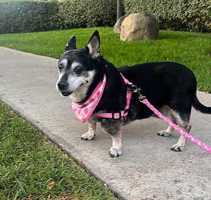 Willow (Chihuahua) - Chihuahua