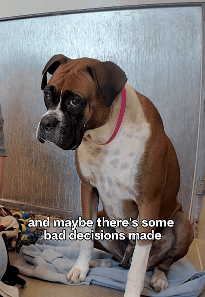This Boxer Was Marked a “Caution Dog” at the Shelter—But One Kind Stranger Changed Everything