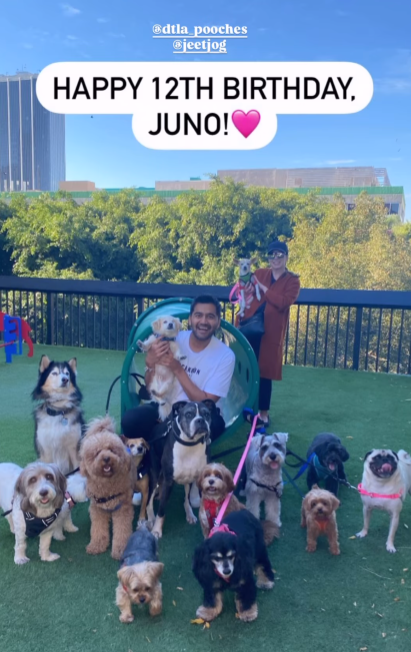 Senior Dog's EPIC Birthday Cake Bash!