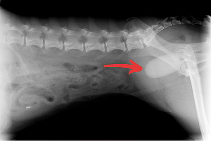 Bladder Stone in Dogs