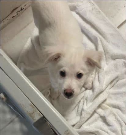 Palmer - only 31.6 lbs! - Chihuahua