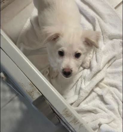 Palmer - only 31.6 lbs! - Chihuahua