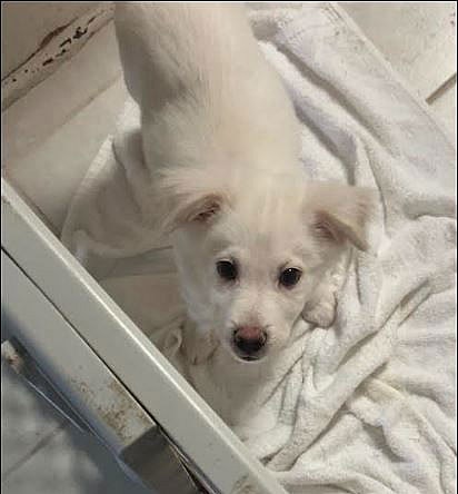 Palmer - only 31.6 lbs! - Chihuahua