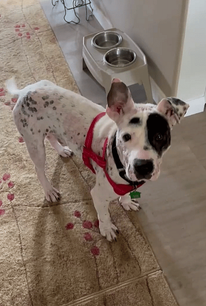 Felix's amazing recovery!