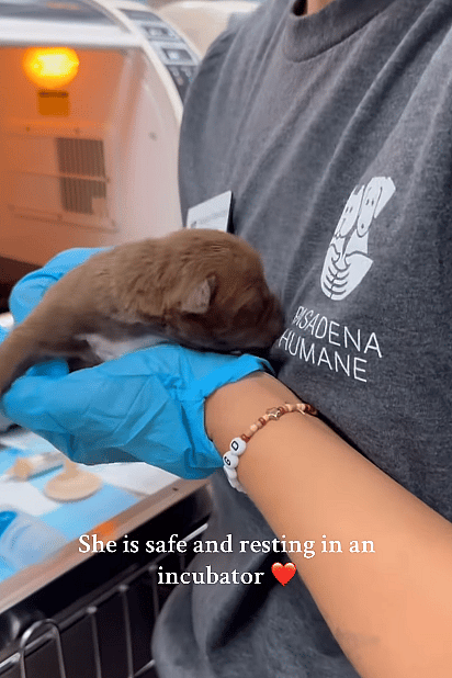 Heartbreaking Rescue: 5-Day-Old Puppy Found Beneath Rubble During Eaton Fire Evacuation