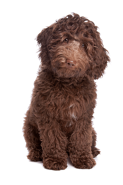 A labradoodle