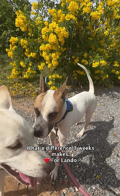 Emaciated Dog Tries Roast Chicken for the 1st Time – Watch the Heartwarming Moment!