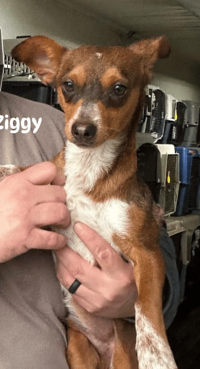 Ziggy in CT