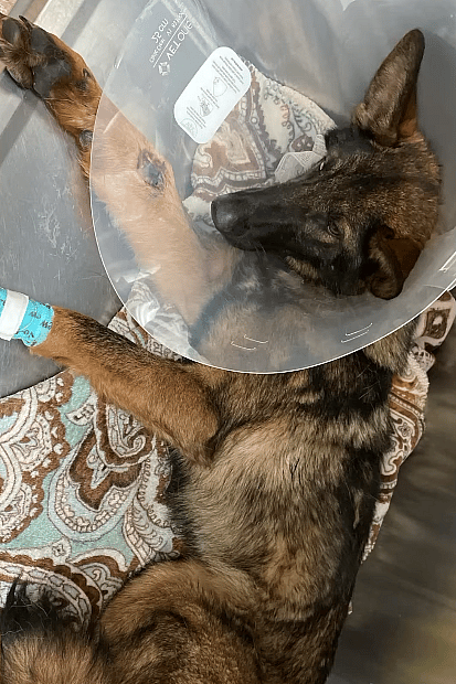 Wounded German Shepherd Abandoned in Freezing Temps Still Trusts Humans With Her Life