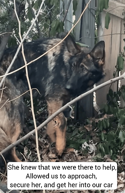 Wounded German Shepherd Abandoned in Freezing Temps Still Trusts Humans With Her Life
