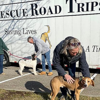 Animal Transporters