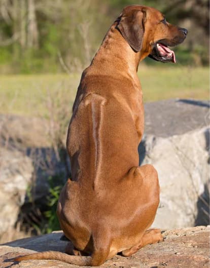 Dogs That Hunted Lions in Africa