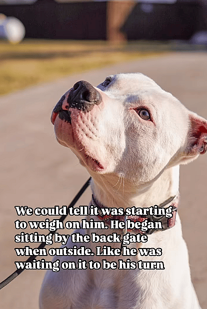 Dennis a 6-week-old puppy found in a scorching Walmart parking lot