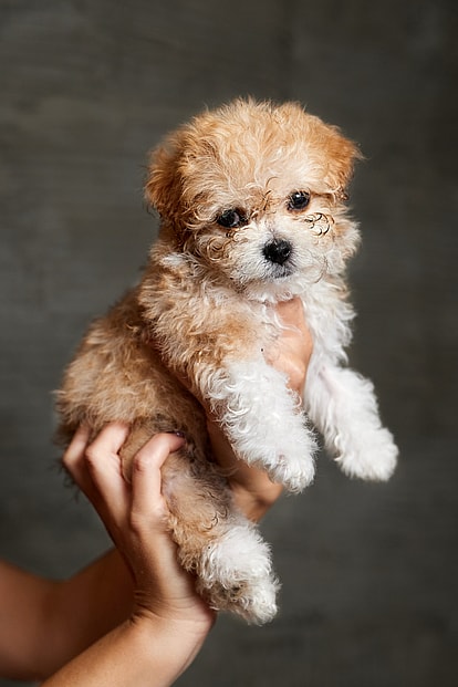 Are Maltipoos Hypoallergenic