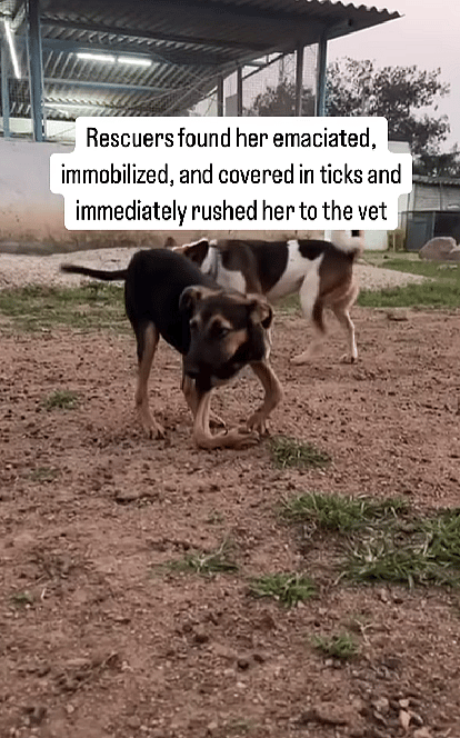This Puppy Walked on Her Elbows & Was Starving—Until One Rescue Gave Her a Second Chance