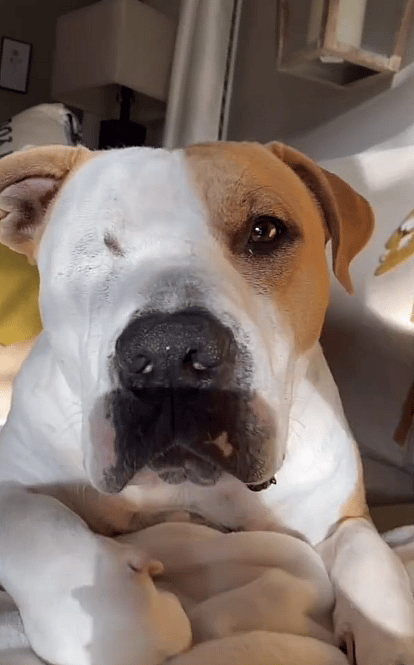 The WilsonHaus: Find Out How Your Morning Cup of Joe Can Help Dogs in Need