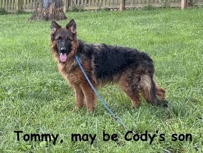 Cody up for Adoption